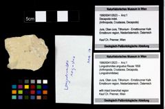 Foto (Objekt + Etikett) von Longodromites angustus (Reuss 1858)  (NHMW-GEO-1990-0041-2623)